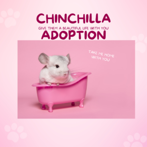 Chinchilla adoption